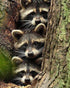 Three Raccoons Hiding in Tree